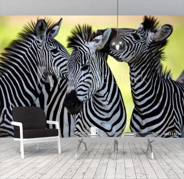 Bild på Zebras kissing and huddling